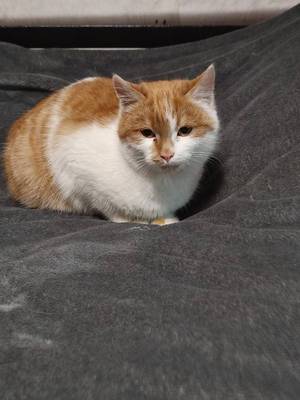 Котенок ищет дом