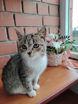 Котята ищут дом