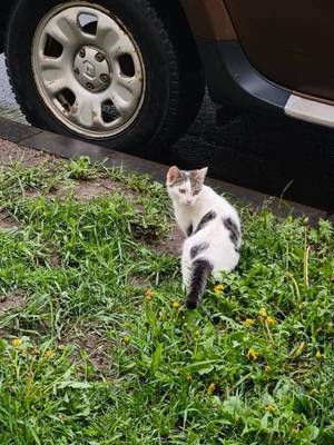 Котенок ищет дом