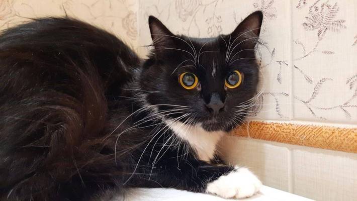 Кошка ищет дом